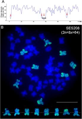 Chromosome Painting Provides Insights Into the Genome Structure and Evolution of Sugarcane